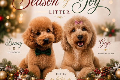 Benny x 𝐆𝐢𝐆𝐢 - December Litter 2027