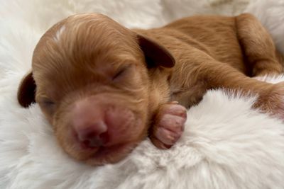 Leo & Winnie’s 2nd Litter 🐾❤️❤️💙💙💙💙💙🐾