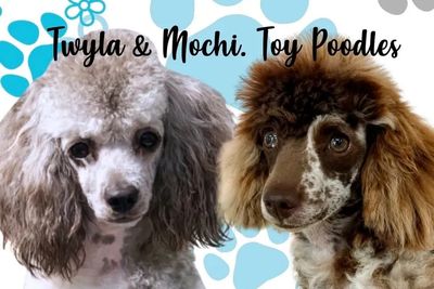 Mochi x Twyla - Jul Litter 2026