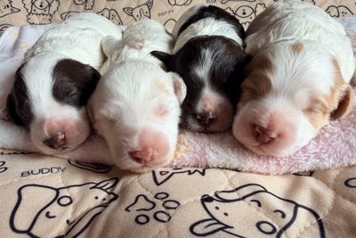 Bluey x Coco - Aug Litter 2026