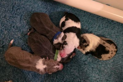 Winter Wonderland litter