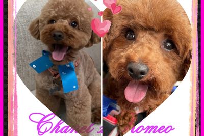 Romeo x Chanel - October Litter 2026