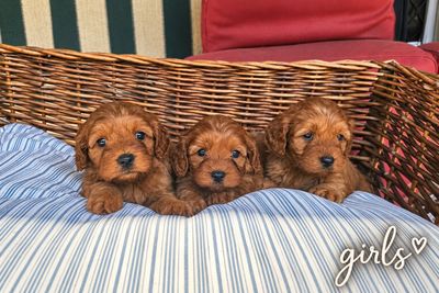 Andrey x Clover - Aug Litter 2026