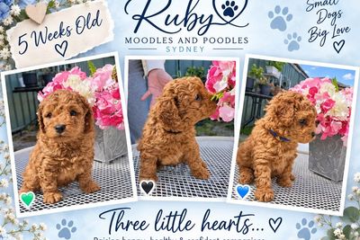 Checo x Ruby August Litter 2026