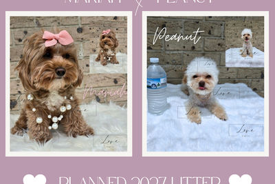 PEANUT x MARIAH - January Litter 2027