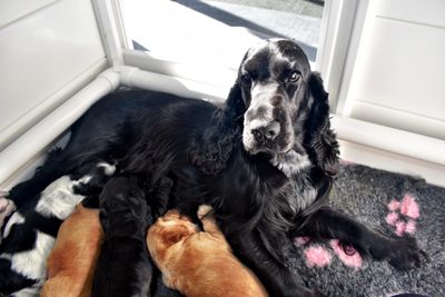 Tilly - June Litter 2026