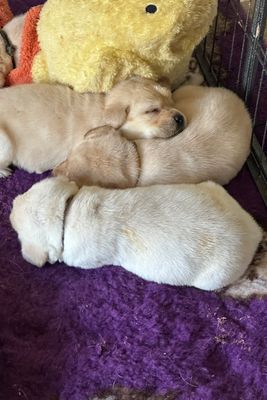 Jimmi x Angel - Jun Litter 2026