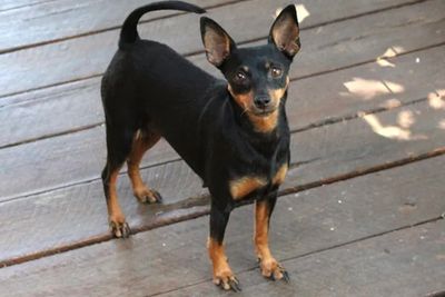 Molly Litter - January 2027