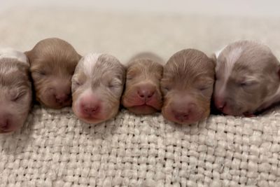 Boots x Cookie  - Aug Litter 2026