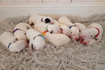 Pongo x Daisy - September Litter 2026