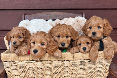 Tawnycreek Dusty Suede x (Suki) Sweet Sweet Honey - August Litter 2026