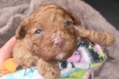 Aug Litter 2026