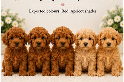 LEO x LUCY - October Litter 2026