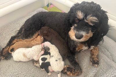 Hank x Lila - Sep Litter 2026