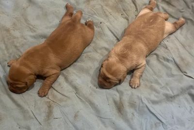 Allcolour Tornado x Marni - Aug Litter 2026
