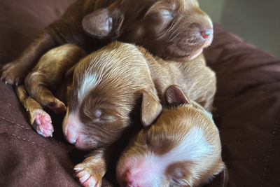 Vinnie x Saffron - Aug Litter 2026