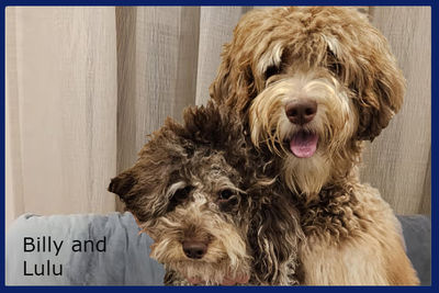 Billy x Cinderella - Lulu - September Litter 2026