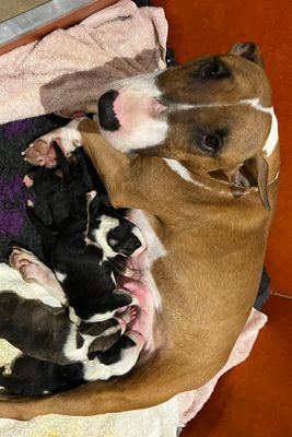 Ronald x Alice Cooper - Jun Litter 2026 2 tri girls 1 red brindle girl and 1 solid white boy.