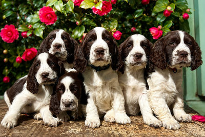 Captain x Daisy  - May Litter 2026