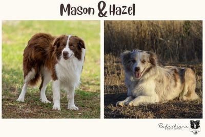 Mason x Hazel - Jul Litter 2026