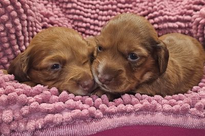 Pluto x Lulu - Jun Litter 2026