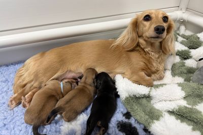 Elliott x Monroe - Jun Litter 2026