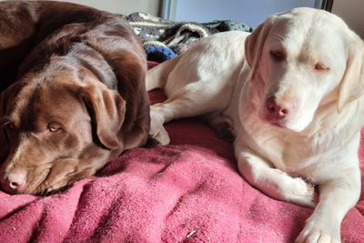 Griffin x Mackenzie - March Litter 2025