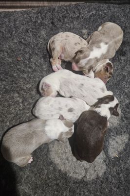 Jazzy’s litter