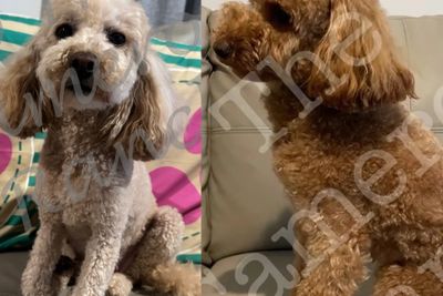 Daisy and Dusty November Litter 