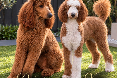 Mr D x Xena - December Litter 2026