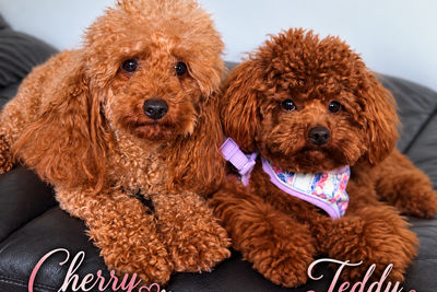 Cherry & Teddy November litter 2026