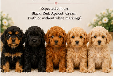COOPER & Bonnie - February Litter 2027