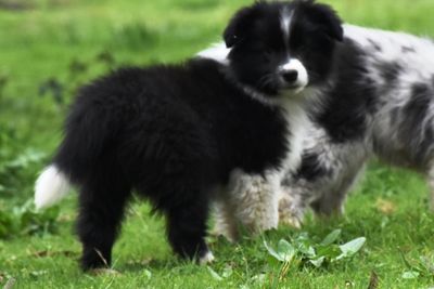 Ricoh x Poppet - Jun Litter 2026