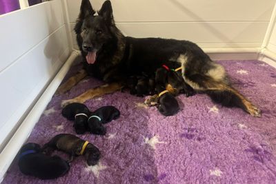 Halo A Litter