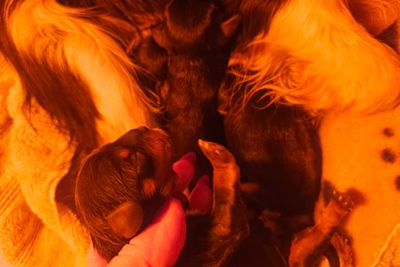 Whisky x Poppy - Jul Litter 2026