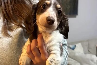 Blayze  x Maisy  - Jun Litter 2026