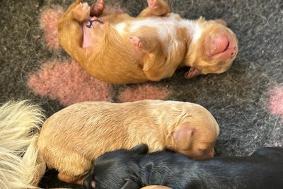Hugo x Zhuri Nova - August Litter 2025
