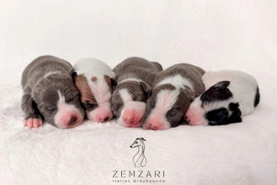 July Litter 2026