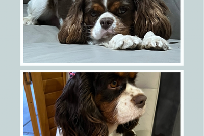 Toby x Sunny - April Litter 2026