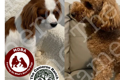 F1 Theodores with pedigree papers Dusty x Leah - July Litter 2026
