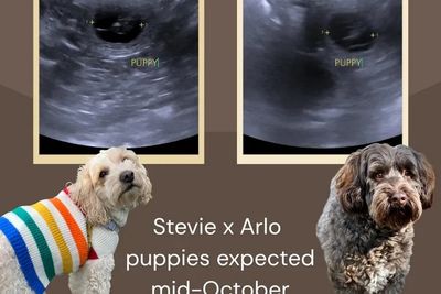 Mt Demi Dawson (Arlo) x Mountain Ash Honey Glaze (Stevie) - Oct Litter 2026