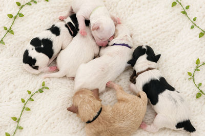 La Dolce Vita - Ming x Fabio July Litter 2026