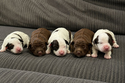Slinky x Bella - Jun Litter 2026