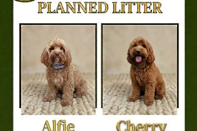 Alfie x Cherry - All pups allocated 