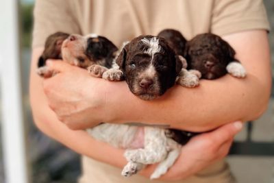 Basil x Clementine - October Litter 2026