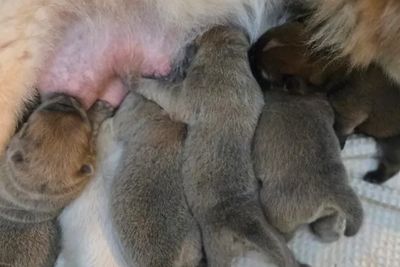 LOKI x BUTTERCUP - Jul Litter 2026