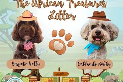 🦁 The “African Treasures” Litter 🦁