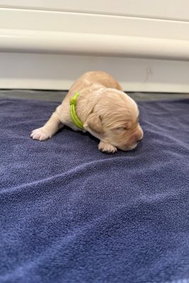 Mazel Enzo x Bluey - Aug Litter 2026