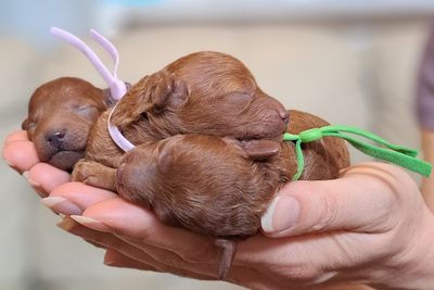 Cesar x Ruby - January Litter 2027