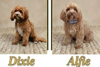 Alfie x Dixie - March Litter 2027